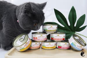 Almo Nature, Human-Grade Cat Food For Your Feline